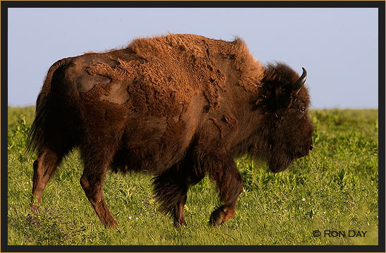American Bison, (Bos bison), Trotting